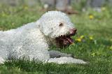 LAGOTTO 037